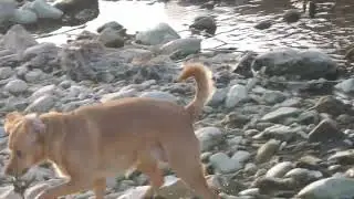 Альма купается в Альме.