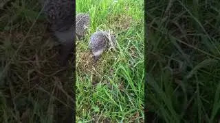 Ёжики на травке. Жизнь домашних ежей.  8 серия.