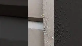 alien subspecies caught on film!