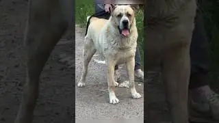 МАРШАЛ И ЕГО БОГАТЫРИ