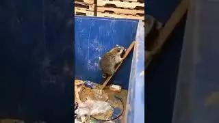 Konteynırdan çıkmak için tahta  kalası kullanan rakun