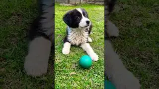 Rate The Cuteness 1-10 #puppy #ytshorts 🐶