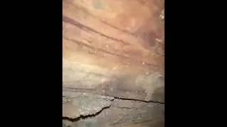 Termite Damage and Infestation | Call 0407 065 413