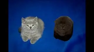 two (2) of them