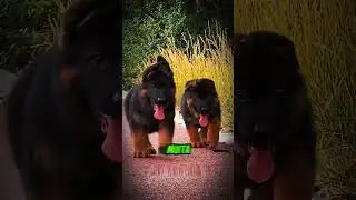 If you don't do this, your German Shepherd will never meet the breed standard