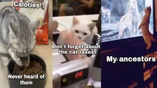 Hilarious Cat Voiceovers