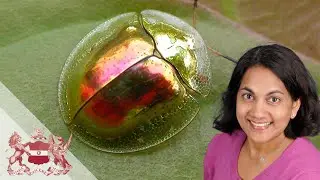 Unravelling Diversification in Cassidine Beetles | Caroline Chaboo
