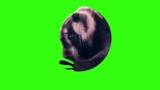 Dancing raccoon Meme Green Screen