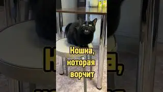 Кошка, которая ворчит 🐈‍⬛ 