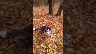 Хаски АрчиБальт