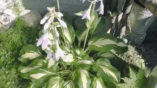 Хоста волнистая ундулата медиовариегата (Hosta Undulata Mediovariegata)
