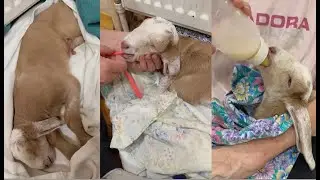 ВОЗВРАЩАЕМ К ЖИЗНИ КОЗЛЕНКА ПОСЛЕ КЕСАРЕВА СЕЧЕНИЯ