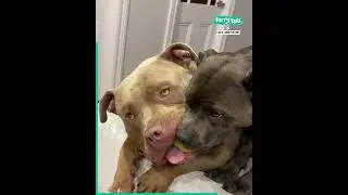 When your dogs are complete opposites