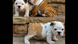 Imagenes lindas de perros Bulldog Ingles / con música