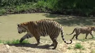 Тигры вылезать из воды не хотят🐯🐾 ПАРК ЗЕМЛЯ ПРАЙДА 🌿