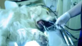 Гастроскопия у лабрадора, HP ассоц. гастрит, www.endovet.su
