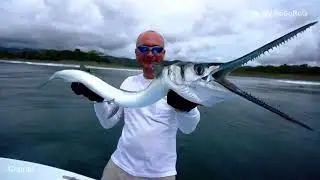 В каком возрасте наступает половая зрелость у Атлантического саргана (Garfish) — Belone belone ?