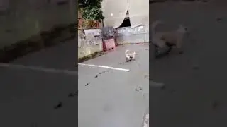 Собаке помощник