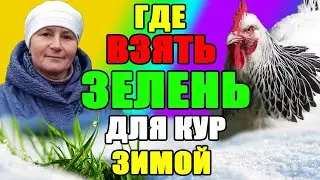 МИКРОЗЕЛЕНЬ для кур зимой.