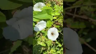 A wild bee collecting nectar from white flowers   #scotland