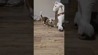 When a beagle gets a new toy🤣#beaglelife #beagleproblem #lifewithdog #funnybeagle #beaglestory