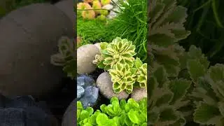 Каменная горка сентябрьским утром 🌟Mein Steinbeet am Morgen 🌟12.09.24