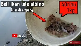 BELI IKAN LELE ALBINO BUAT DI EMPANG ( HARGANYA MAHAL LOH )