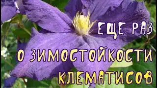 Еще раз о зимостойкости клематисов
