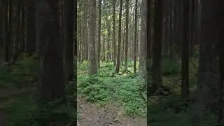 Экотропа, заказник "Комаровский берег " 🌿