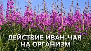 Иван-чай. Польза. Кипрей узколистный.