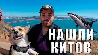 Мы нашли китов в Сан-Франциско! Путешествие с Купером и офис Google