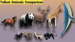 Tallest Animals height Comparison in the world