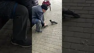 Лютая сорока!  