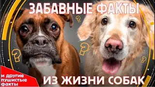 Пушистые факты
