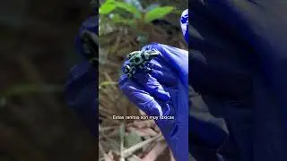 Día 8 Buscando Animales En Costa Rica 🇨🇷 #shorts #animales #costarica