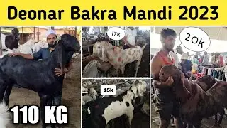 Deonar Bakra Mandi 2023 | Lastest Update | Saste bakre | Bakre hue Saste