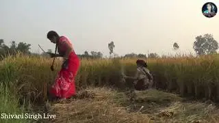 Entertainment Video || खेत मे हुआ || Shivani Singh & Nandu Kharwar,