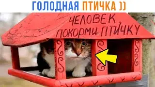 ПОКОРМИ ПТИЧКУ ))) | Приколы с котами | Мемозг 1473