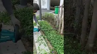Makita Cordless Hedge Trimmer