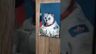 кот космонавт