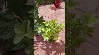 Металлика. Метельчатая гортензия на 1.08.24.
