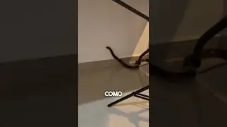 SE QUERÍA ESCAPAR 🤯🐍. 
