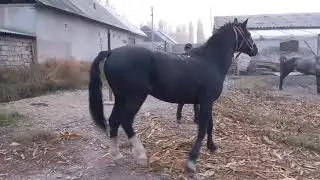 бурок лакабли от 5 ярим ёш.буйи 170+.улоги бор +998-94-213-07-70.нархи телефонда