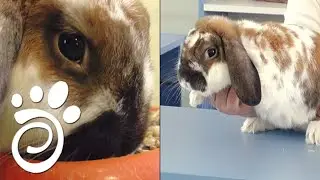 Декоративные Кролики - Заводим Питомца. Все О Домашних Животных.