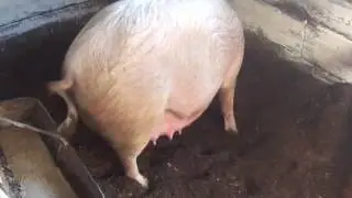 свинья опоросилась без нас, маленьких шесть поросят
