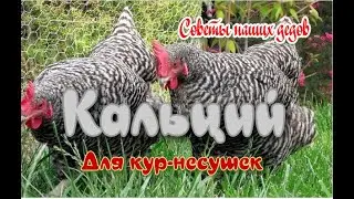 Кальций для кур-несушек своими руками.