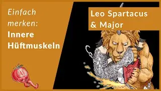 Innere Hüftmuskeln schnell lernen | Eselsbrücken