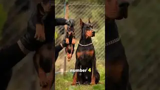 Top_5_Best_Monster_Dog_Breed😱#shsrts
