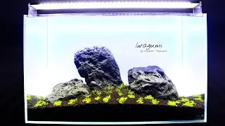 Aquascaping | IWAGUMI 60p step by step /back to the simplicity/