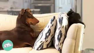 Firecracker Doberman Falls In Love With Tiny Kitten  | Cuddle Buddies